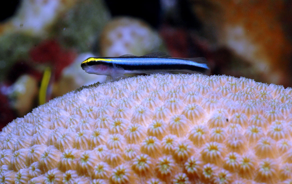 Elacatinus evelynae (Böhlke & Robins, 1968)